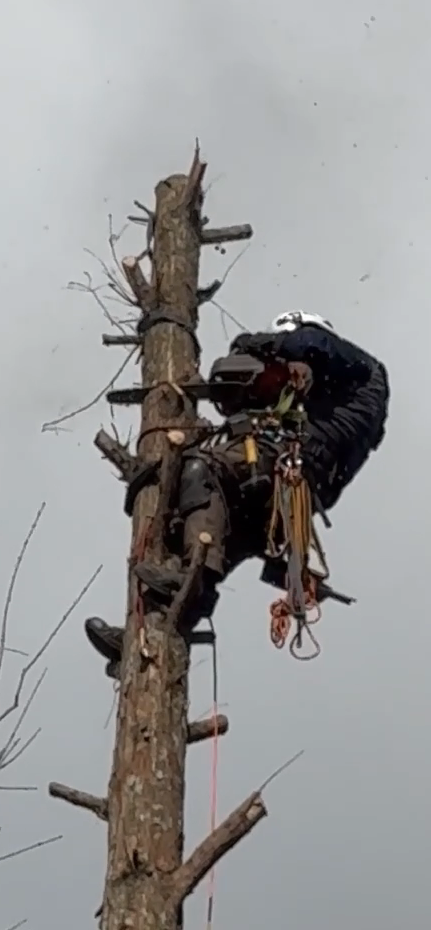 伐採事例｜芦屋・西宮の高木等伐採実績
